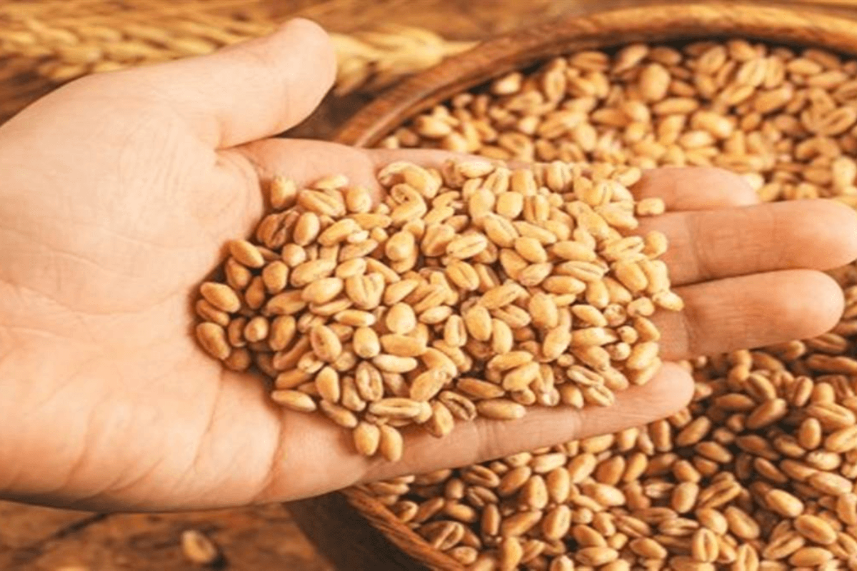 Mandi Bhav: गेहूं के रेट में उतार चढ़ाव जारी, जानिए 29 अप्रैल का ताजा भाव