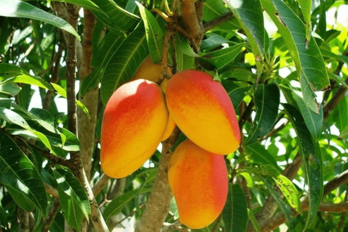 Mango