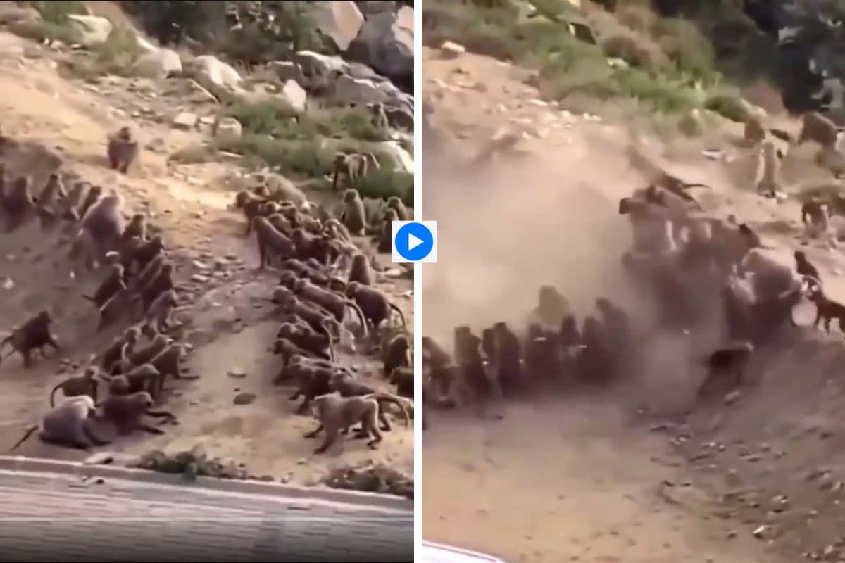 Viral Video: बंदरों का 'गैंगवार', भयंकर लड़ाई का वायरल हो रहा वीडियो