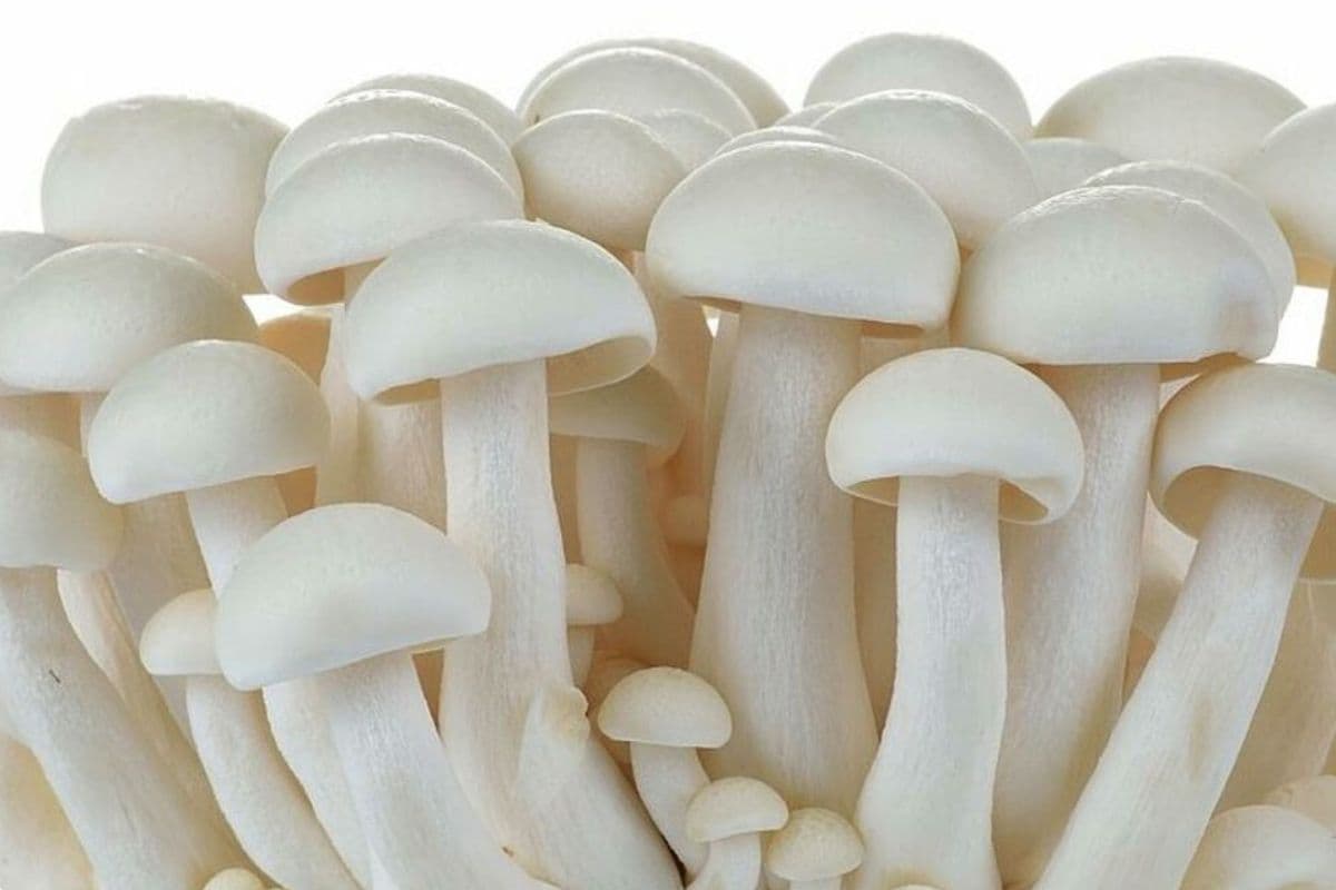 Mushroom ki Sabzi: चिकन और मटन भी जाएंगे भूल,जब चखेंगे मशरूम की ये लाजवाब सब्जी