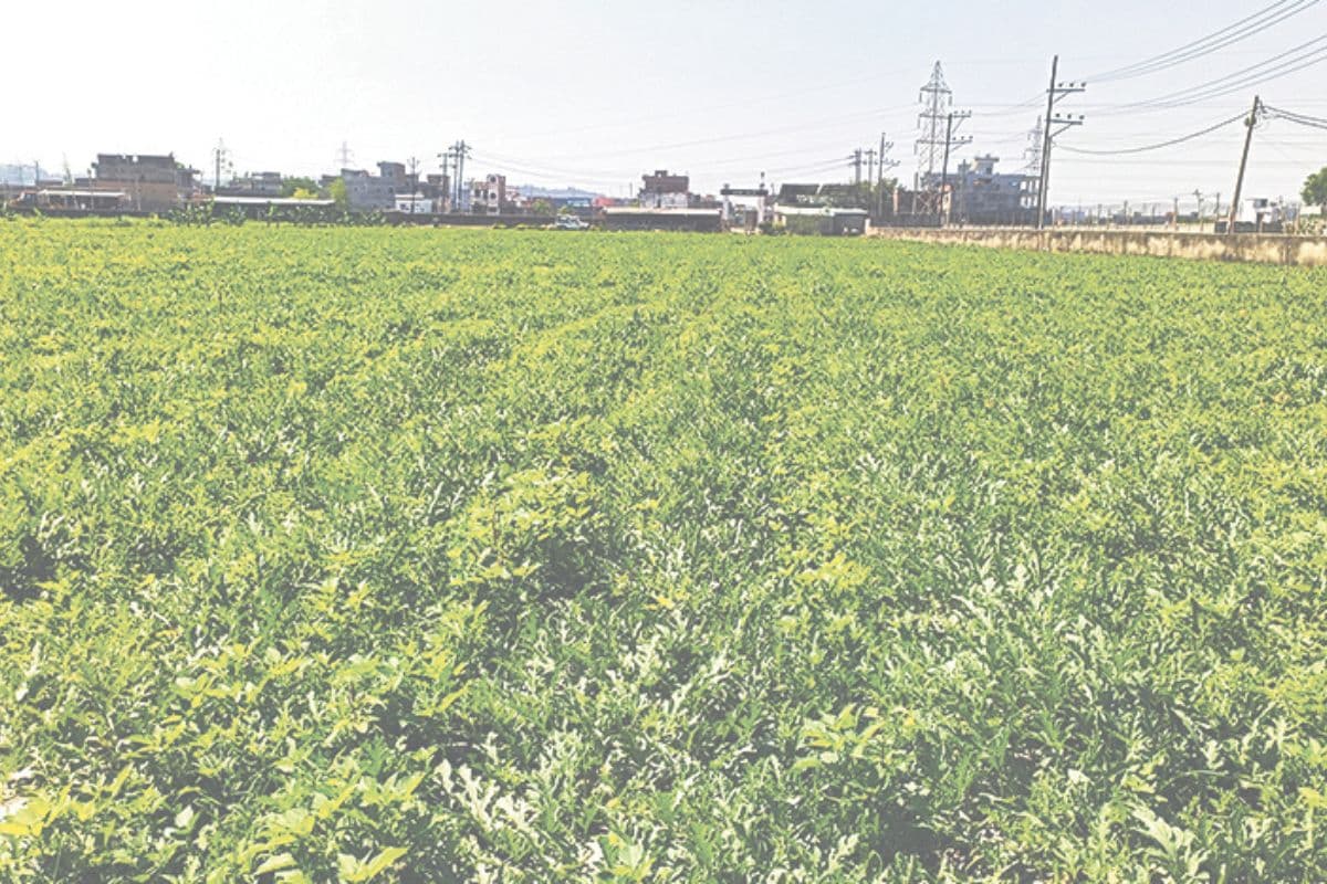 फाइल फोटो