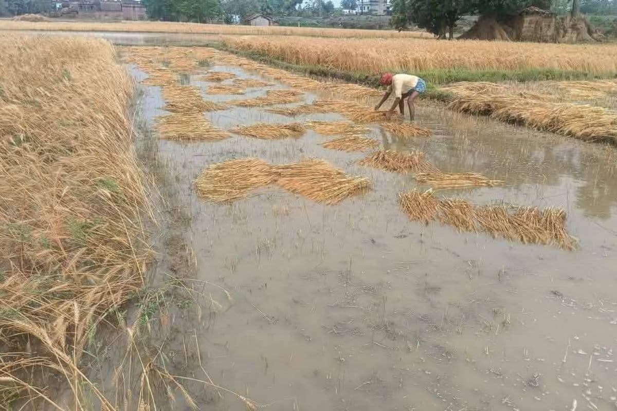 Bihar Rain : बेमौसम बारिश से खेतों में काटकर रखा गेहूं हुआ बर्बाद, बची हुई फसल को बचाने में जुटे किसान