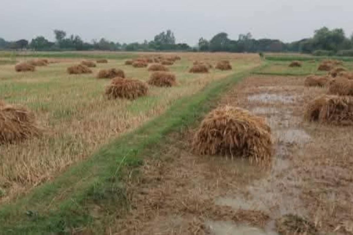 बेमौसम बारिश से खेतों में जमा पानी