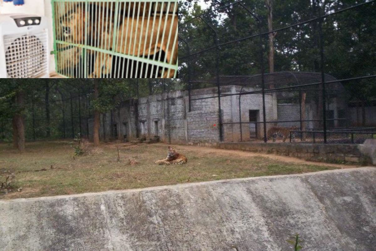 बिरसा बॉयोलॉजिकल पार्क में आराम फरमाता बाघ और तस्वीर के अंदर पिंजड़े में कैद शेर कूलर का आनंद लेते हुए