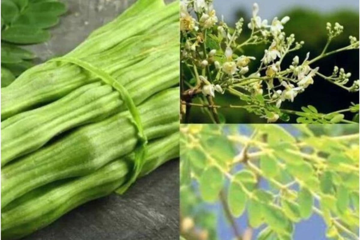 Sahjan Data ka Soup Recipe: गर्मी में सेहत को बनाए रखेगा दुरुस्त, ट्राई करें सहजन डाटा का पौष्टिक सूप रेसिपी