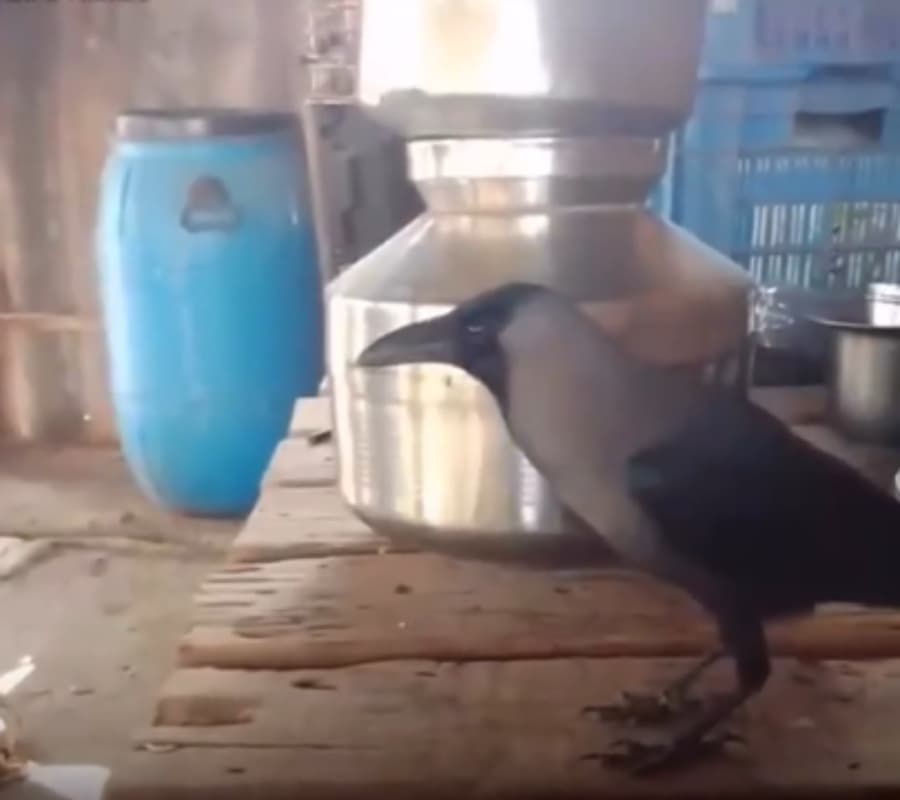 Viral Video: तोते की तरह 'पापा-पापा' बोलने लगा कौवा, सोशल मीडिया पर वायरल हो रहा वीडियो