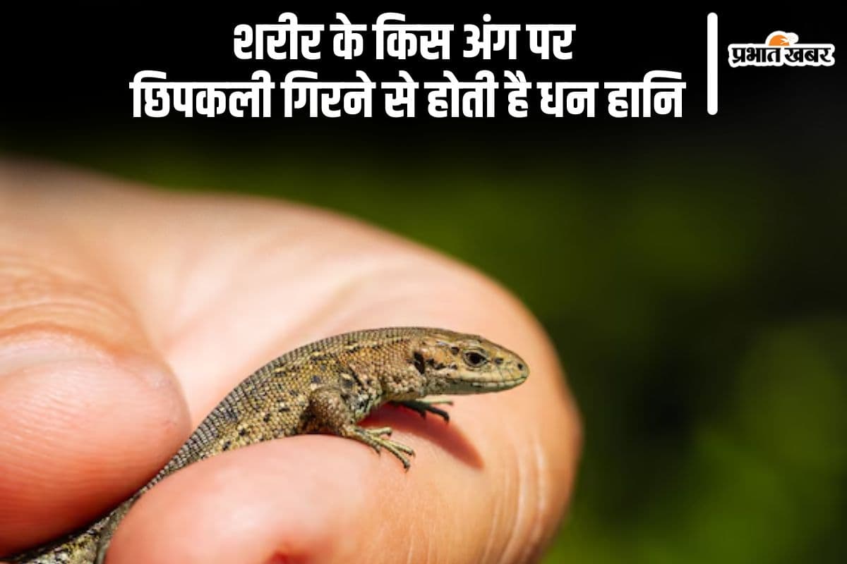 शरीर के इस हिस्से पर छिपकली गिरने से हो सकती है पैसों की तंगी