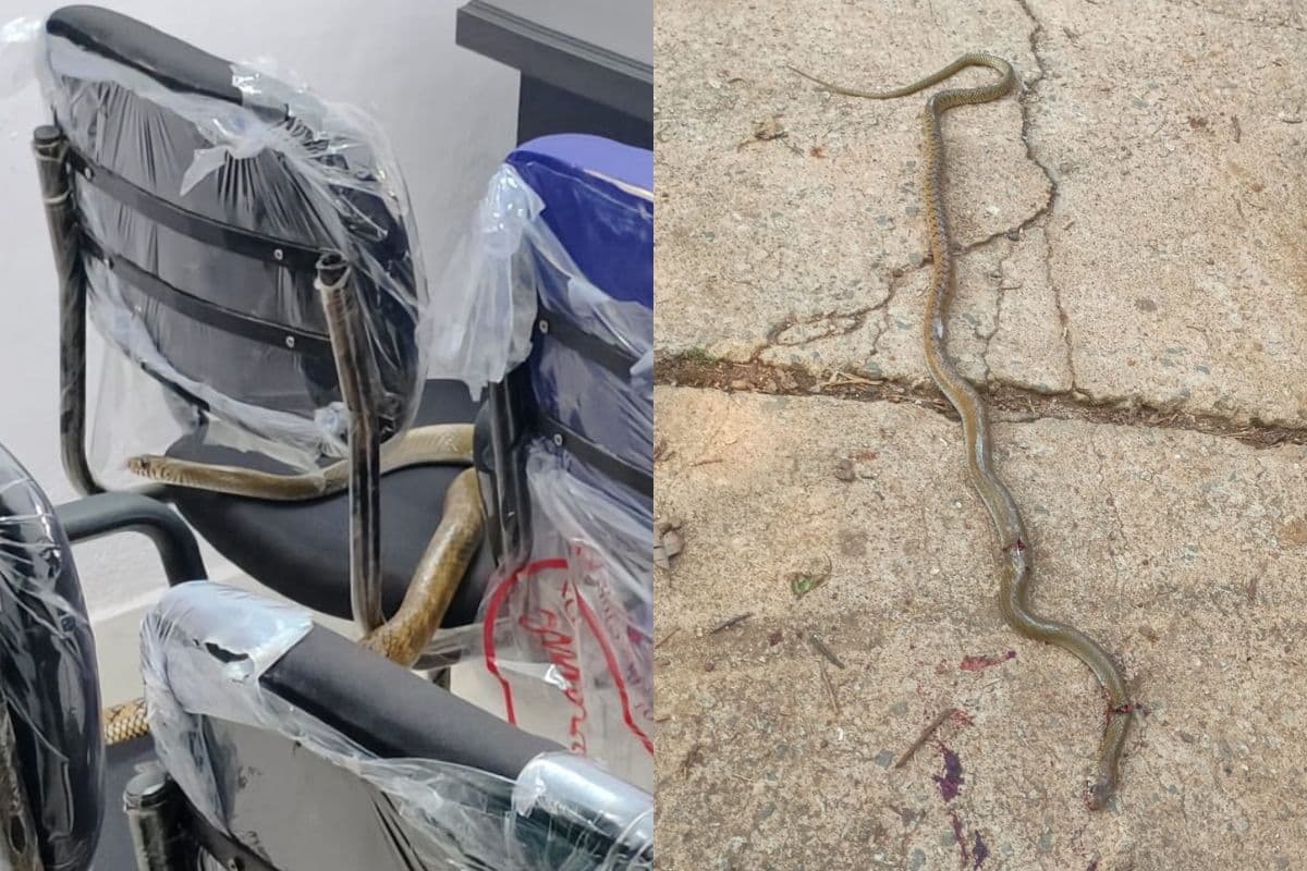 बंदगांव अंचल कार्यालय में घुसा लंबा सांप, अधिकारियों और कर्मचारियों के बीच दहशत का माहौल
