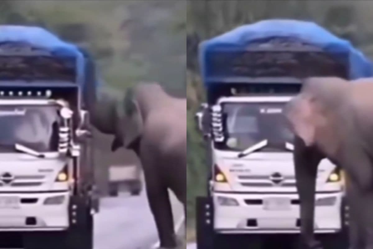 सीटी नहीं, सूंड बजती है यहां! हाथी की टोल वसूली देख हैरान रह जाएंगे आप