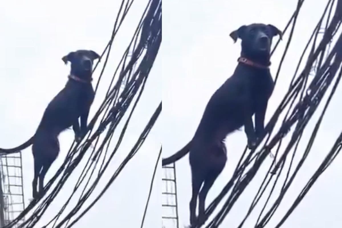 जमीन छोड़ बिजली की तारों पर घूमने चला कुत्ता, सोशल मीडिया पर वीडियो वायरल