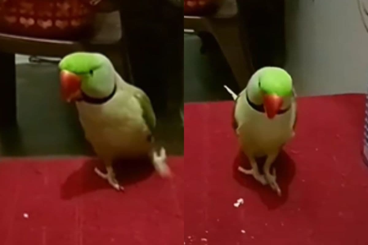 Viral Video: ये तोता नहीं डांसर का बाप है!