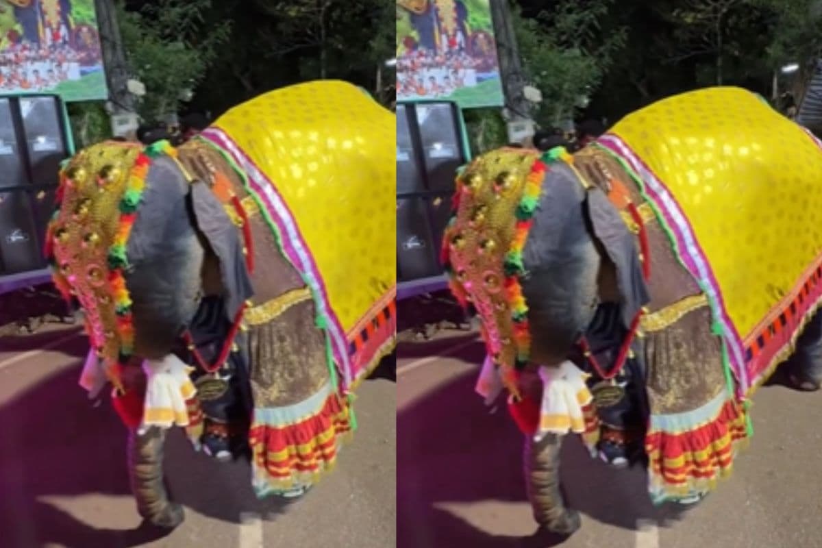 Viral Video: नाचने के शौकीन निकले हाथी महाराज, किया ऐसा डांस कि लोग रह गए हैरान