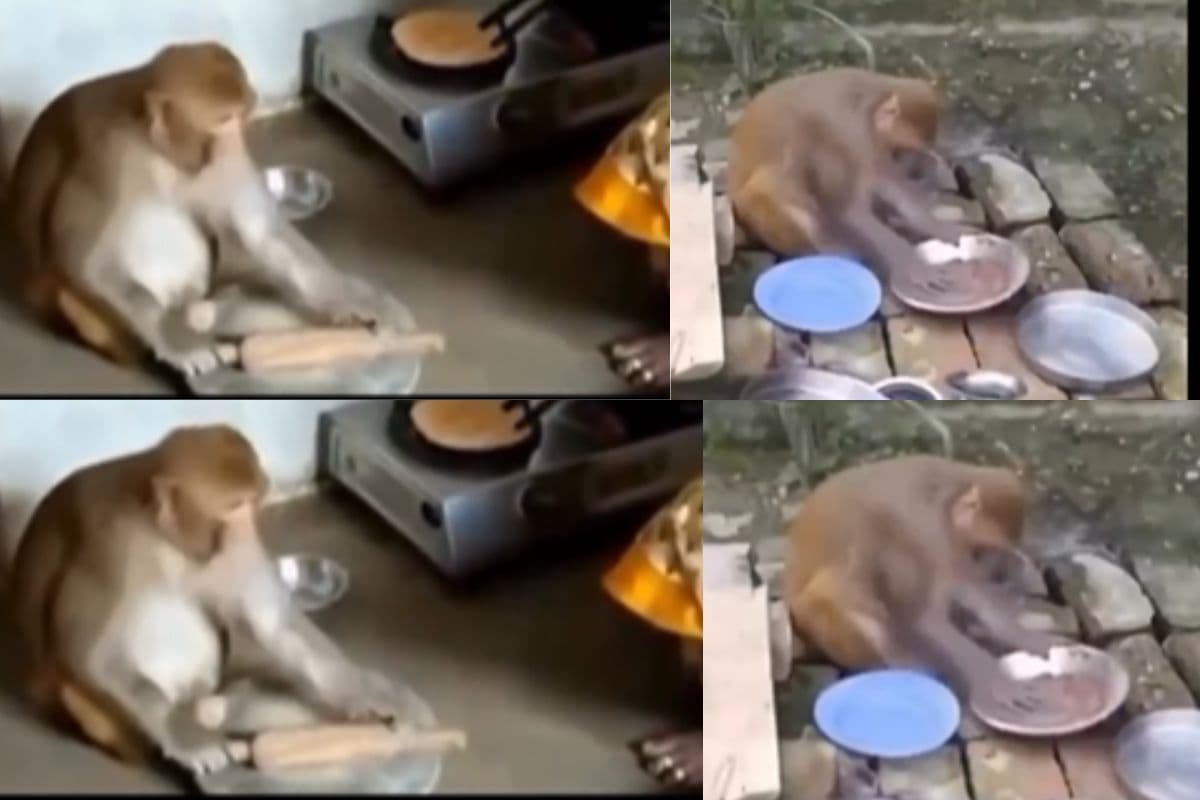 Viral Video: जब बंदरिया ने थामा बेलन और झाड़ू, लोग रह गए हैरान