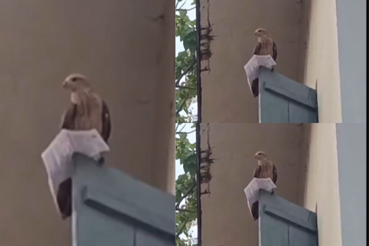 Admit Card बना चील का शिकार, PSC परीक्षा से पहले छात्र के साथ हुआ हैरान करने वाला हादसा