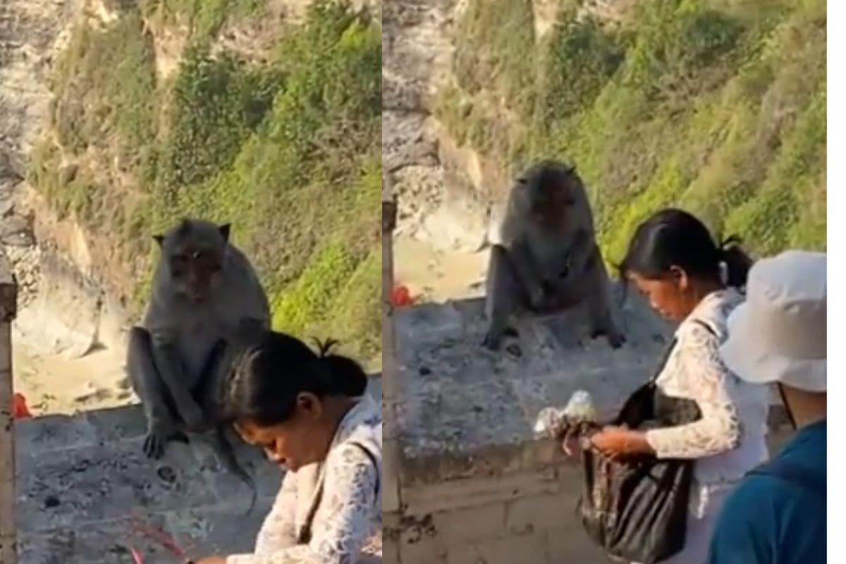 चोरी भी, मोलभाव भी, बाली के घूसखोर बंदर की नई पॉलिसी