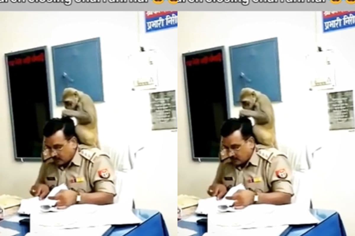 पुलिस स्टेशन में घुसकर बंदर ने दारोगा को दिया हेड मसाज, सोशल मीडिया पर वीडियो वायरल