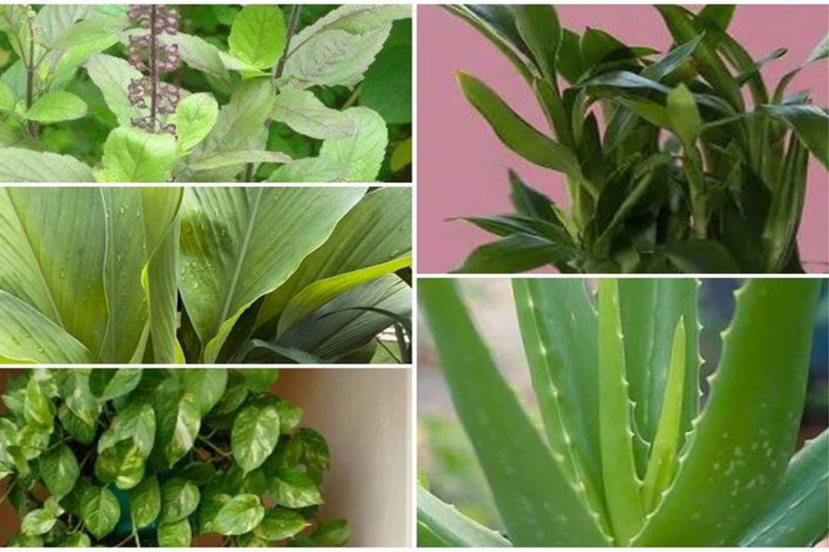 Vastu Tips: पैसे की बारिश कराएंगे ये 4 पौधे, जानिए कौन-कौन से लगाने चाहिए आज ही