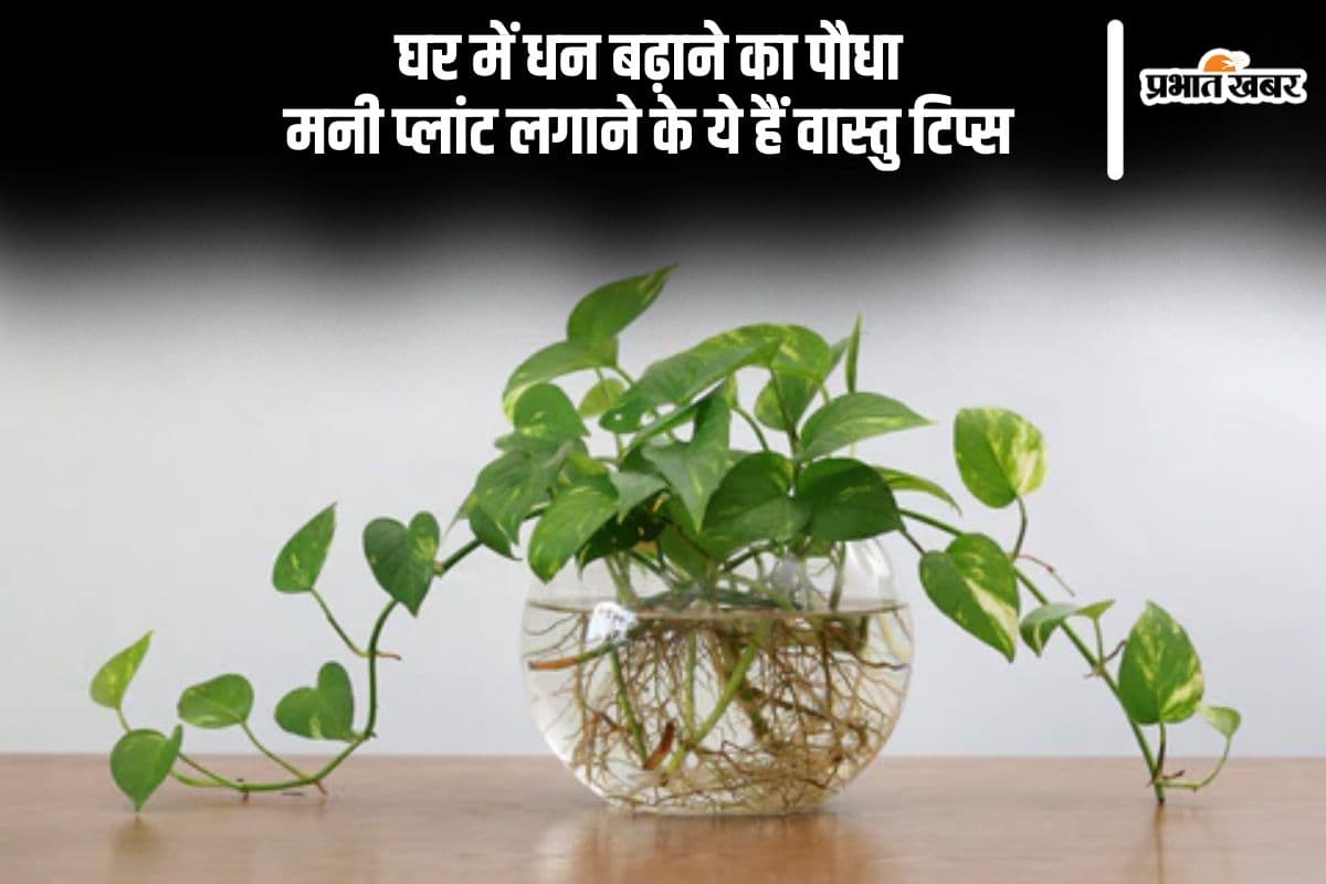 क्या मनी प्लांट वाकई बढ़ाता है धन? जानिए सही दिशा और लगाने के नियम