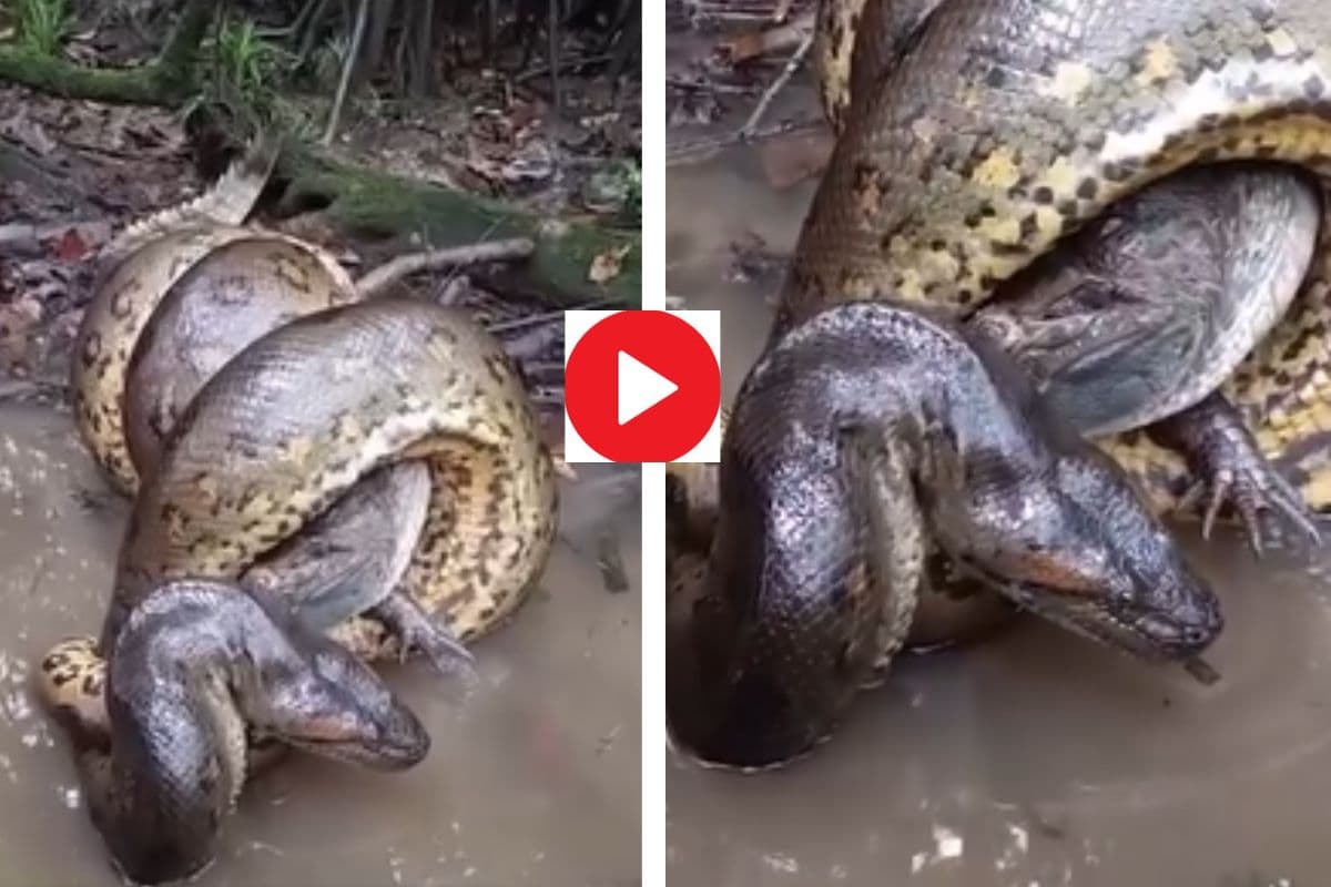 Viral Video: एनाकोंडा और मगरमच्छ में खतरनाक फाइट, अंतिम सांस तक जारी रही लड़ाई