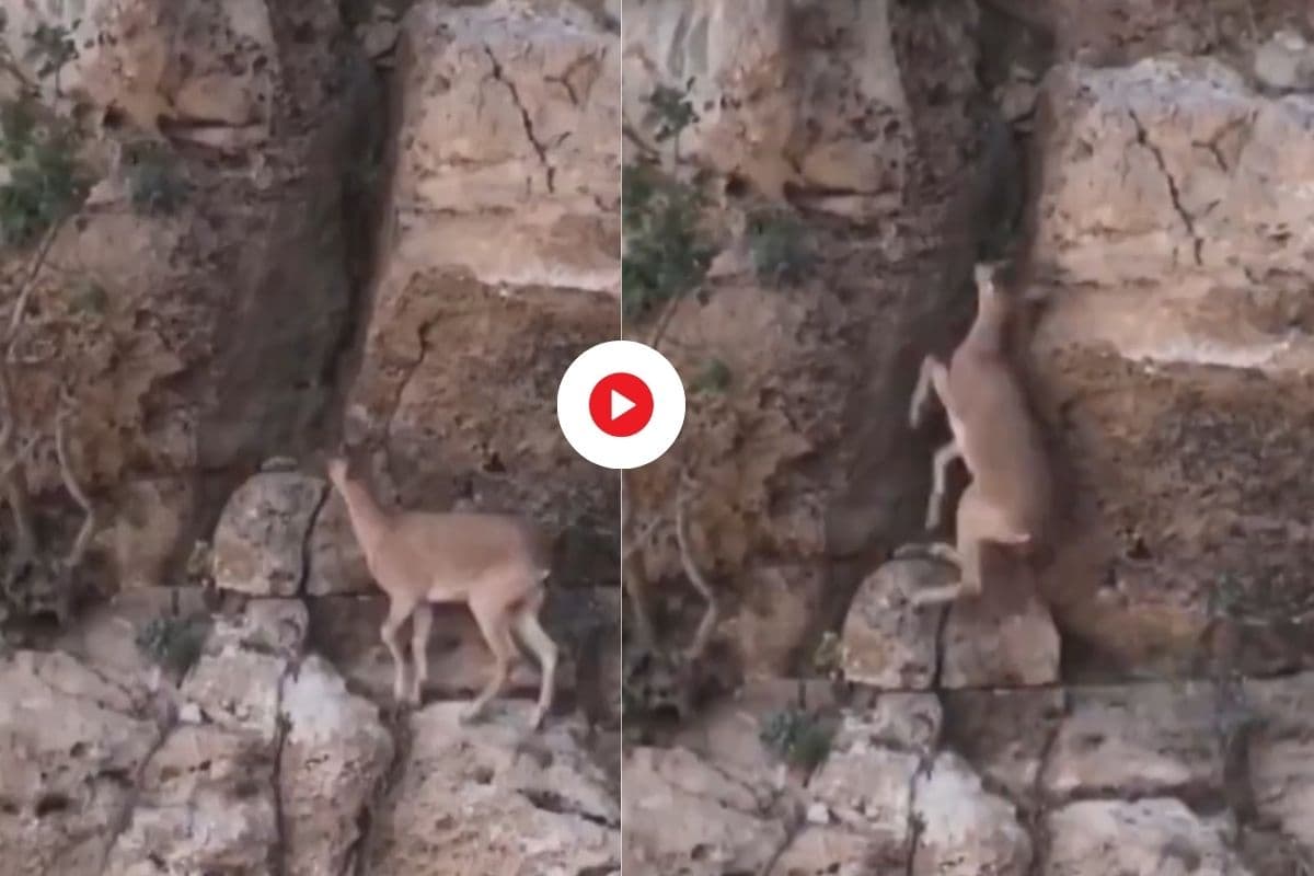 Video Viral: बंदर और चीता भी फेल! बकरियों के करतब देख उड़ जाएंगे होश, वीडियो देखकर भी नहीं होगा यकीन