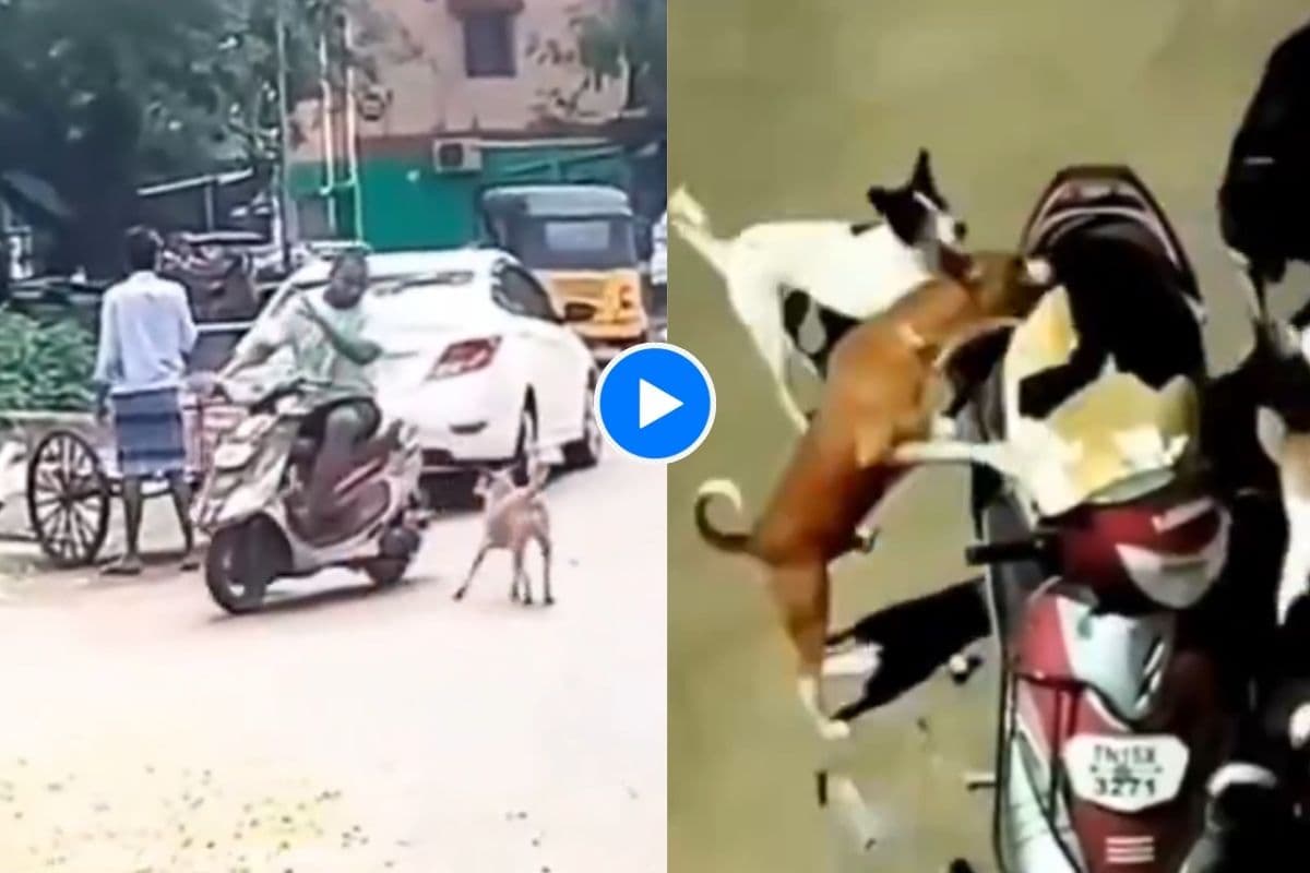 Video Viral: अकेला जान कुत्ते को हड़काने लगा शख्स, पूरे गैंग ने ऐसे लिया बदला, वायरल हो रहा वीडियो