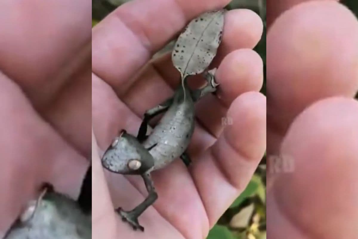 Viral Video: दिल जैसा सिर… उभरी आंखें, पेड़ के पत्ते की तरह बड़ा पूंछ, नहीं देखा होगा इससे पहले ऐसी छिपकली