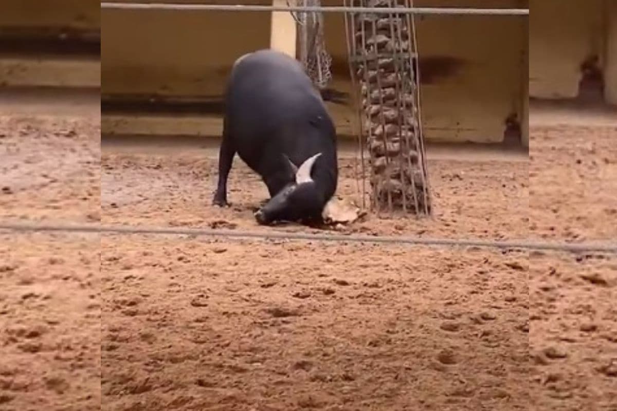 Viral Video: भैंसे की दरियादिली! बचाई कछुए की जान, सोशल मीडिया पर वायरल हो रहा वीडियो