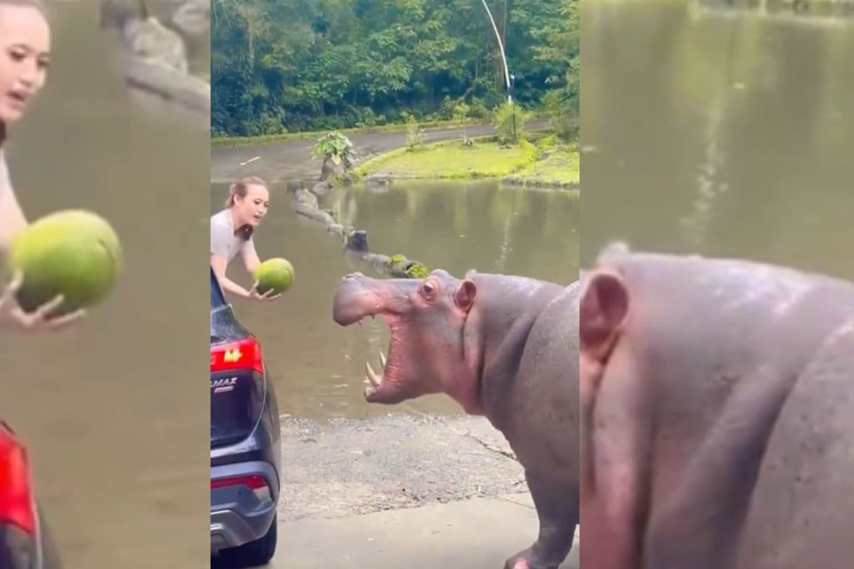 Viral Video: यहां से गुजरने के लिए देना पड़ता है यह टैक्स! सोशल मीडिया पर वीडियो वायरल