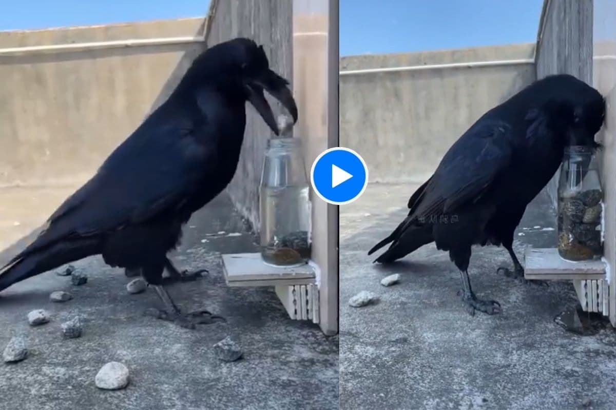 Viral Video: सच्ची है प्यासे कौवे की कहानी… वायरल हो रहा पानी में कंकड़ डालते कौवे का वीडियो
