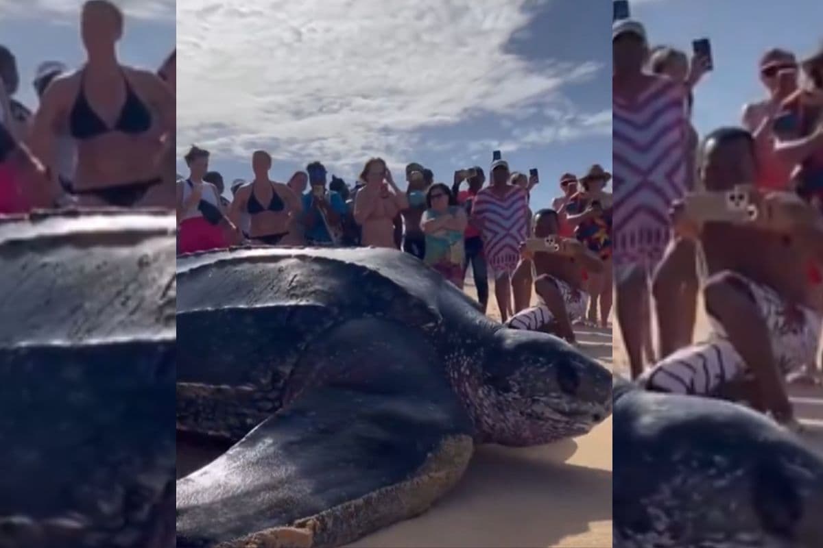 Viral Video: 1500 पाउंड से ज्यादा वजन का कछुआ, इतना बड़ा की मुंह में समा जाए पूरा इंसान, वायरल हो रहा वीडियो