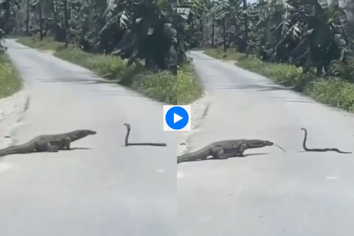 Viral Video: सांप के सामने आ गया कोमोडो ड्रैगन, फिर जो हुआ… देखिए वायरल वीडियो