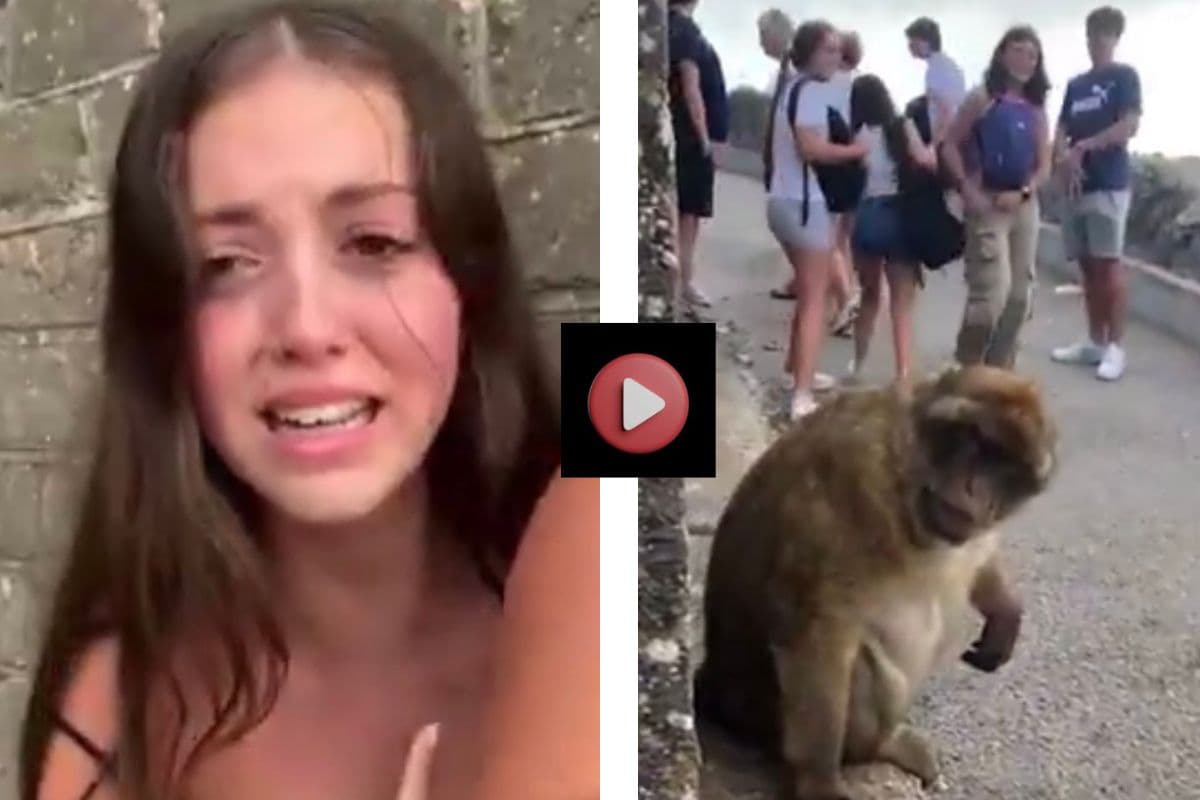 Viral Video: छिपकर लड़की को देख रहा था बंदर, सामने आया तो रुला ही दिया, वायरल हो रहा वीडियो