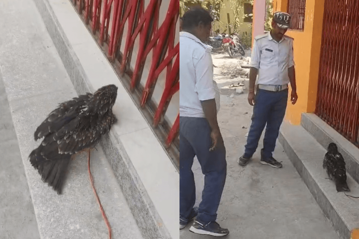 Watch Video: बेहोश होकर आसमान से जमीन पर गिरा बाज, बिहार में गर्मी ने बेजुबानों को किया बेहाल