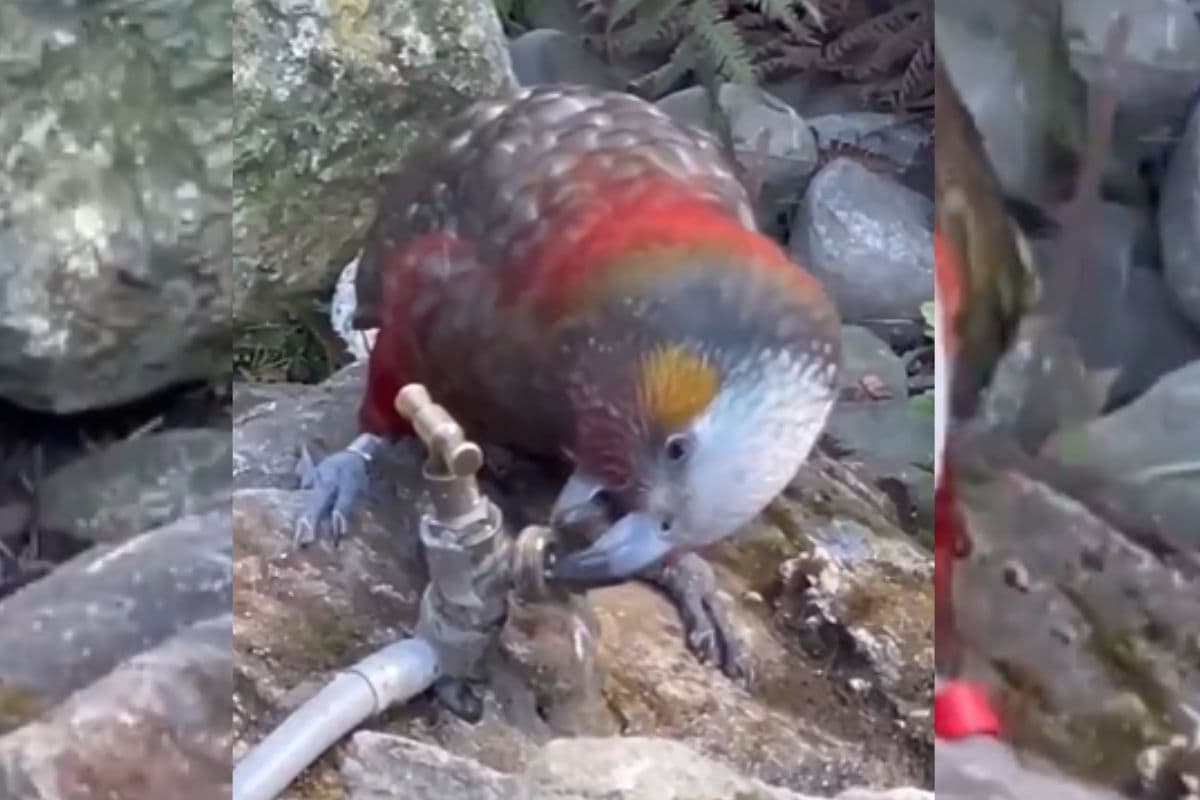 Viral Video: पुराना प्यासा कौवा नहीं… ये नये जमाने का चतुर तोता है, वीडियो में देखिए इसकी समझदारी