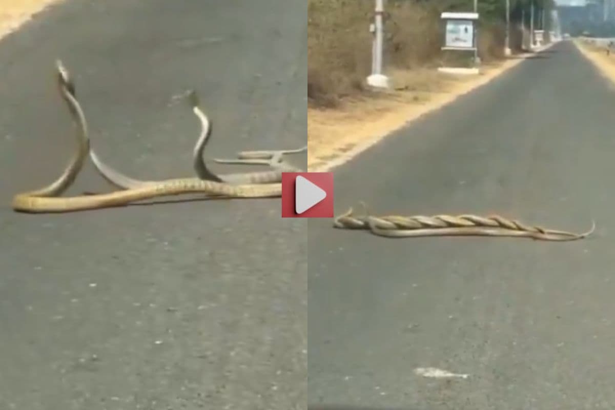 Viral Video: लड़ रहे थे दो सांप, तीसरे ने मार दी एंट्री, तीनों में छिड़ गई भयंकर जंग, वायरल हो रहा वीडियो