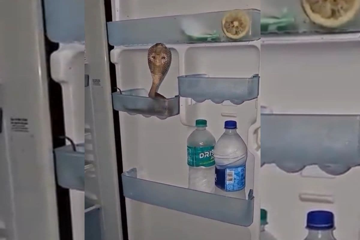 Viral Video: किंग कोबरा को सताने लगी गर्मी… फ्रिज के अंदर मार दी कुंड़ली, वायरल हो रहा वीडियो