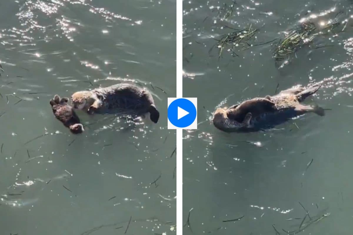 Viral Video: हैप्पी टाइम!ऊदबिलाव का अपने बच्चे के साथ पानी में मस्ती, वायरल हो रहा वीडियो