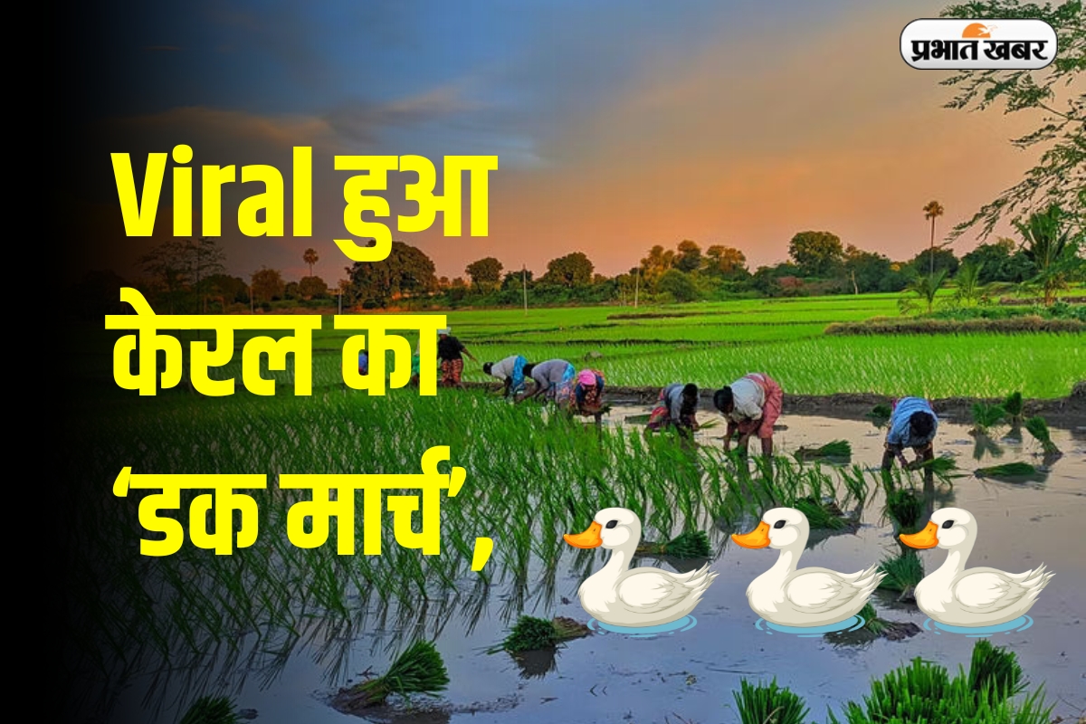Viral Video: केरल के खेतों में बत्तखों की परेड, जानिए क्यों केरल के किसान खेतों में चलवाते हैं बत्तखें