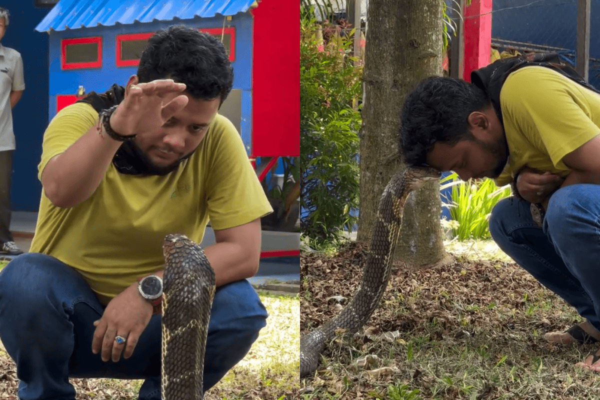 Viral Video: कोबरा के साथ खेलते इस लड़के का चुपके से किसी ने बनाया वीडियो, देखिए...