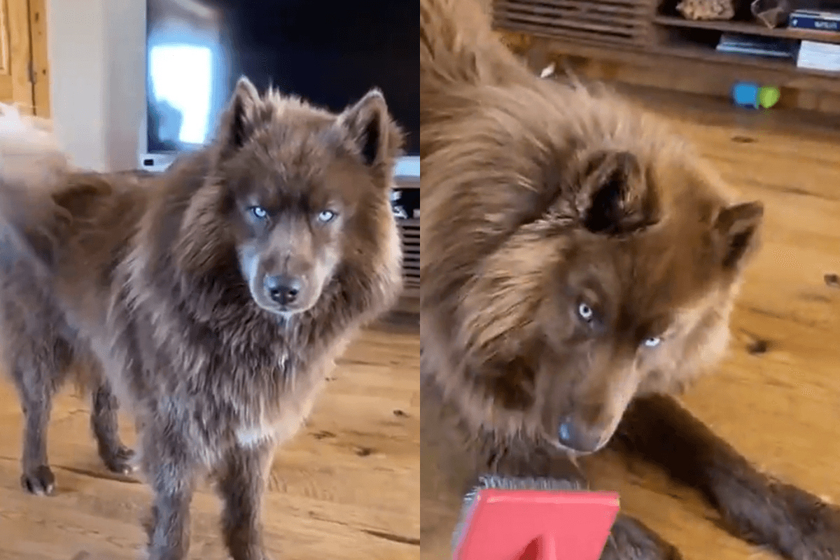 Viral Video: नीले आंखों वाला कुत्ता शायद ही आपने देखा हो, शक्ल भी भेड़िये जैसा