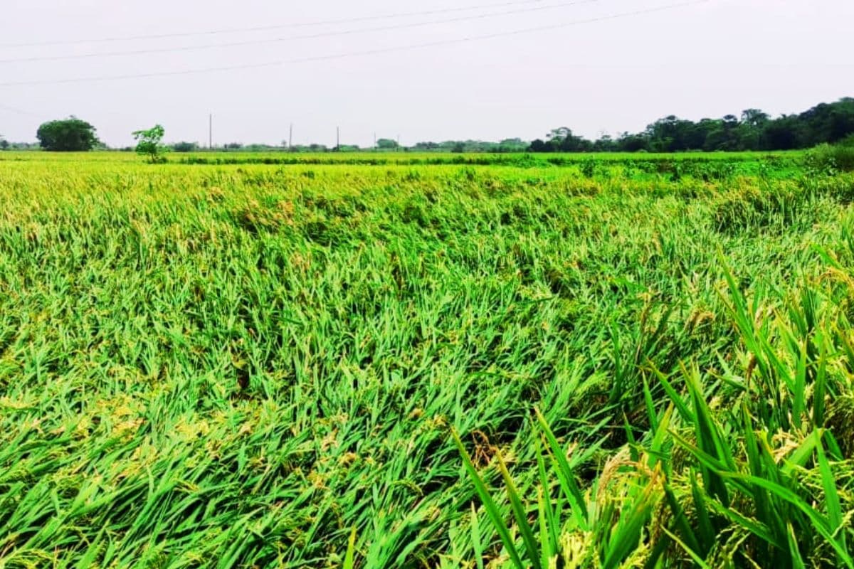 गरमा धान तैयार, खराब मौसम के कारण हार्वेस्टर से फसल काट रहे किसान