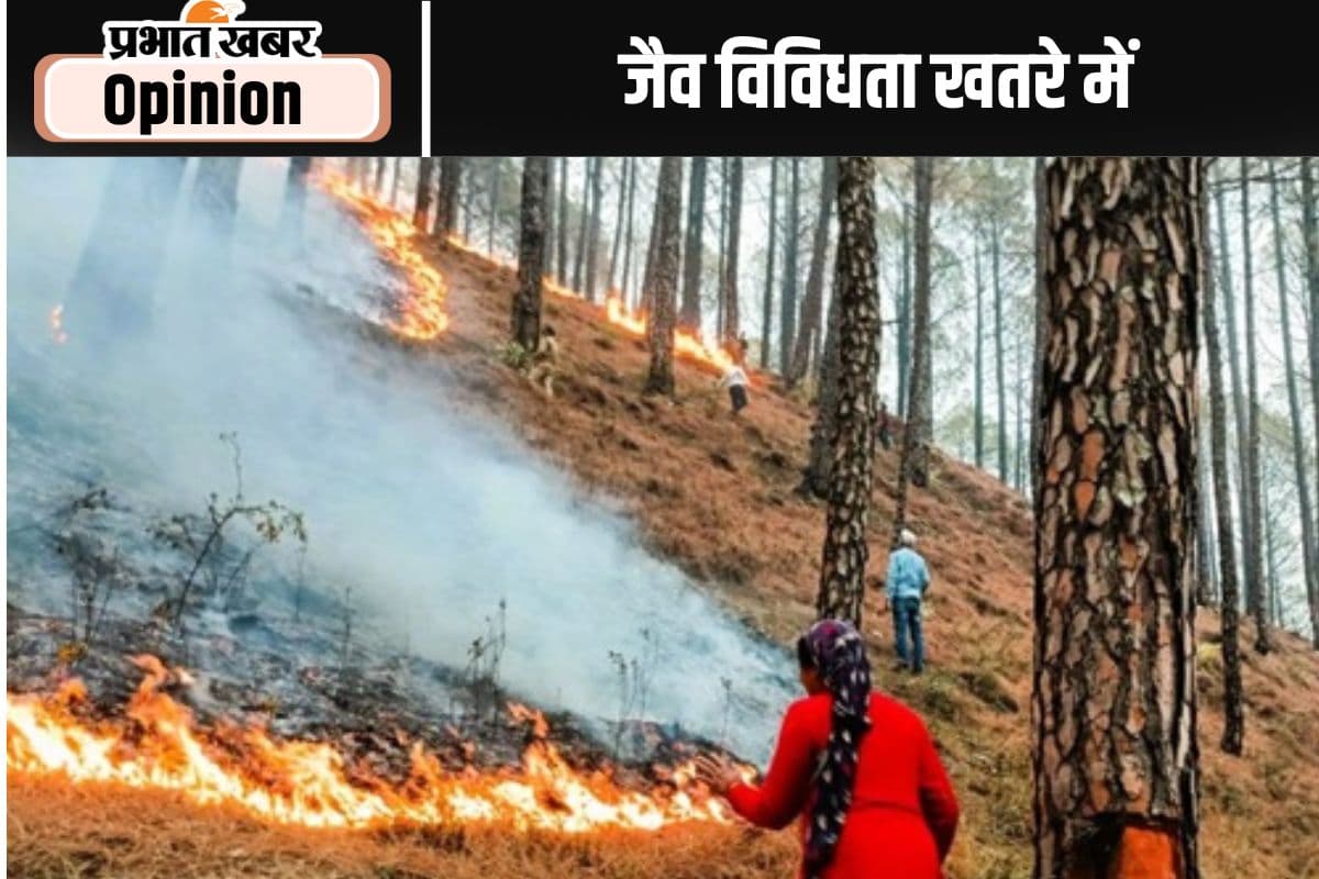 मौसम का बदलता मिजाज और सुलगते जंगल