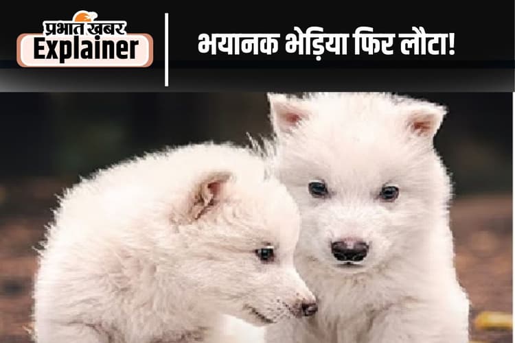 Dire Wolf Return: भयानक डायर वुल्फ फिर से धरती पर, 2028 में दिखेगा मैमथ