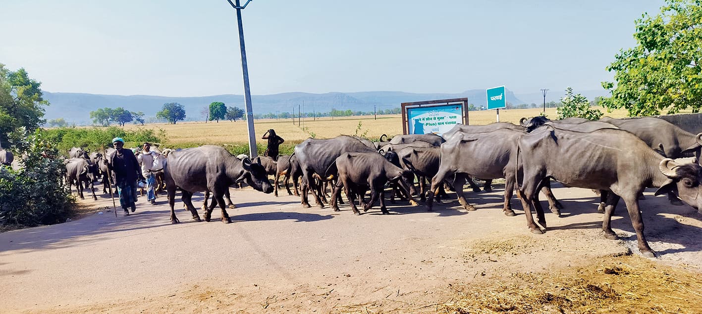 Kaimur News : पशुपालक अपने मवेशियों की प्यास बुझाने के लिए चले गंगा के किनारे