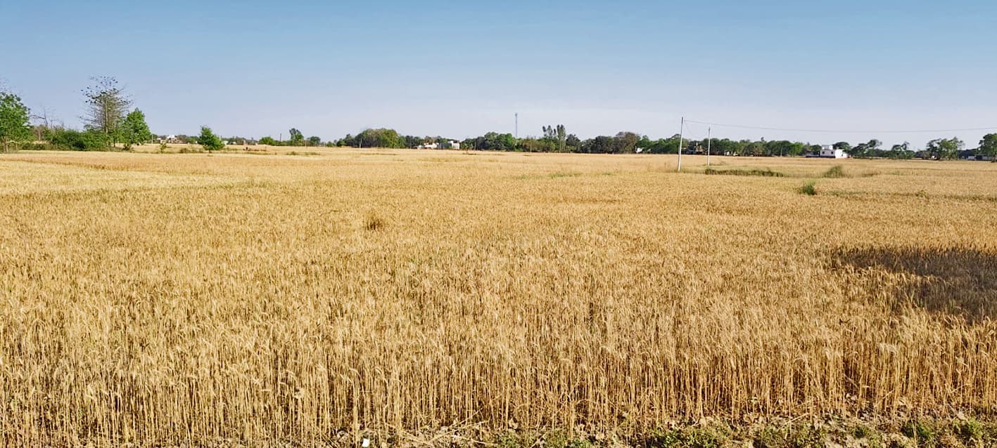 Gopalganj News  : गेहूं खरीदने के लिए 176 क्रय केंद्र तैयार, फसल कटने का है इंतजार, क्रय केंद्रों को बैंक ने दिया कैश क्रेडिट