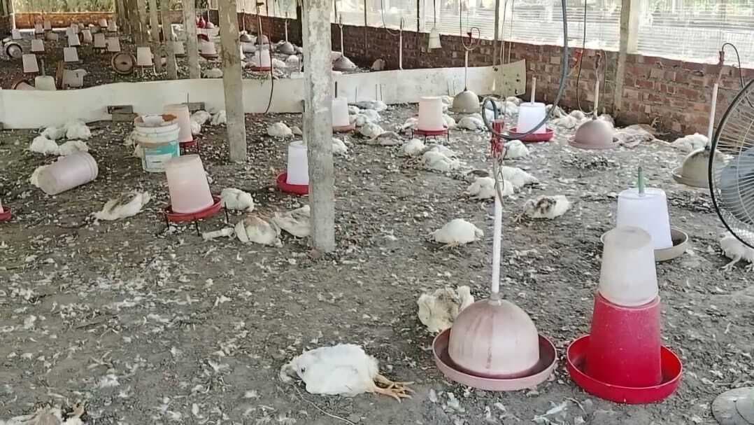 दलन पोल्ट्री फार्म में एक साथ 3000 मुर्गियां दो दिन में मरी, बर्ड फ्लू की जतायी जा रही आशंका