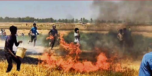 Chhapra News : अगलगी में 17 बीघा में लगी गेहूं की फसल जलकर राख