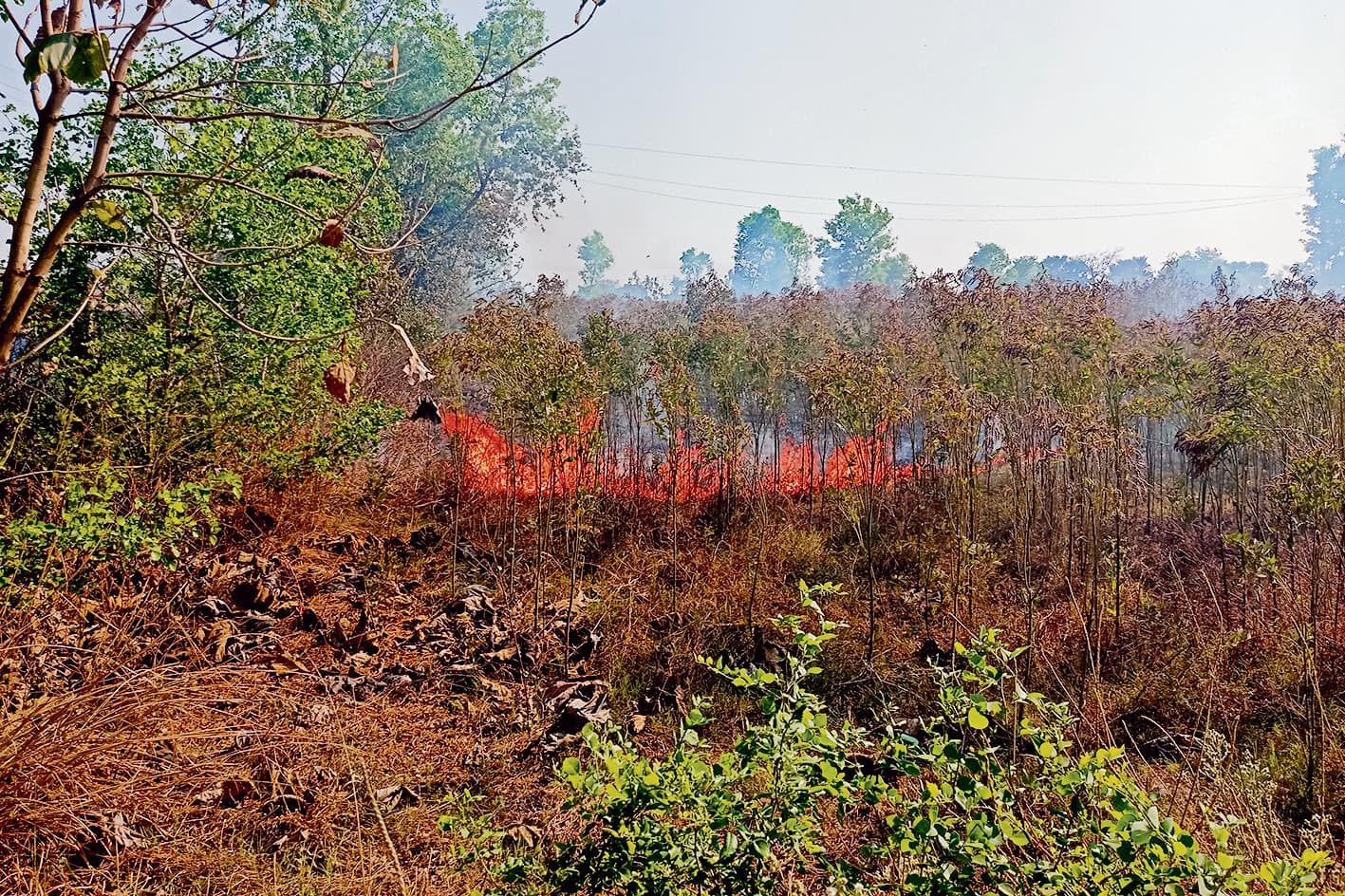 कृषि फाॅर्म के पास खेत में लगी अरहर की फसल में लगी आग