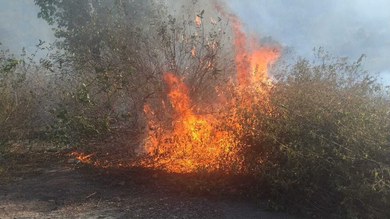 नवादा : जंगल में लगी आग से जीवों को खतरा : डीएफओ