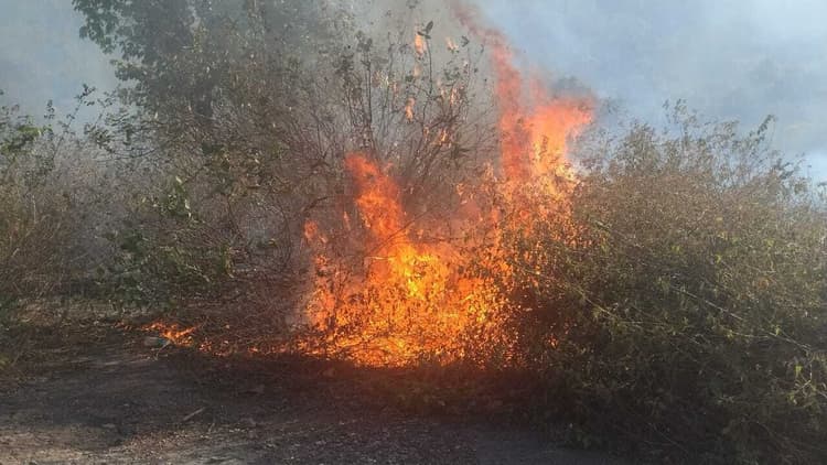 नवादा : जंगल में लगी आग से जीवों को खतरा : डीएफओ